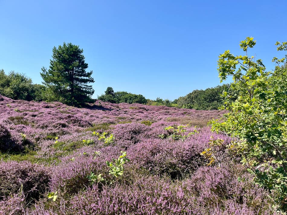 Image00013 NL5TSA Eveline Claes W950