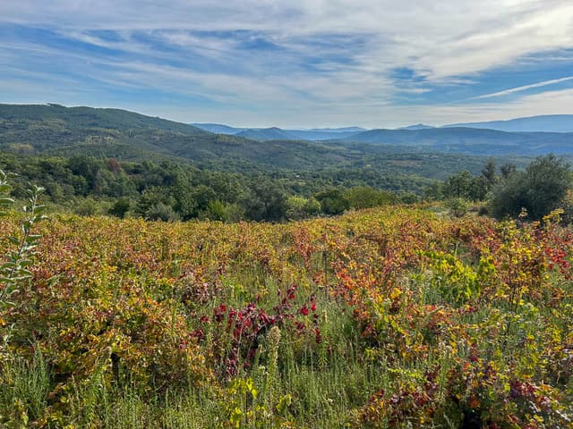 IMG 9982 ES5SSA Agent W950