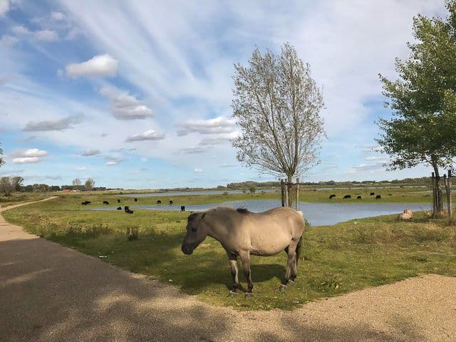 IMG_1681_export_w950