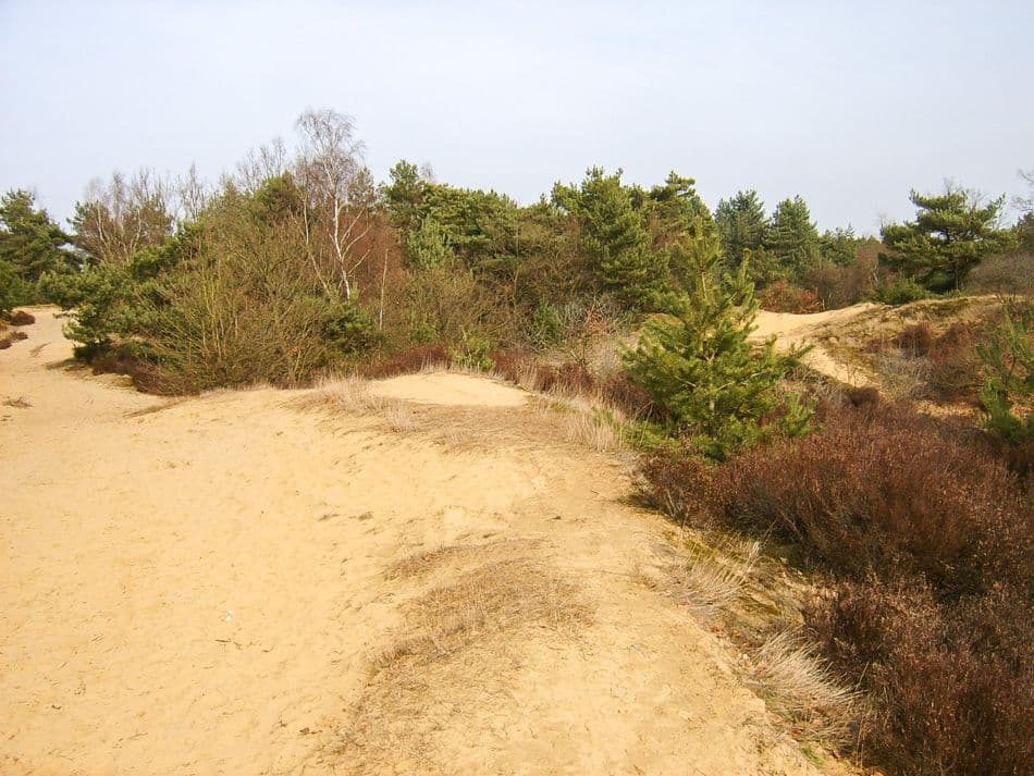 Omgeving Bosberg 1_export_w950