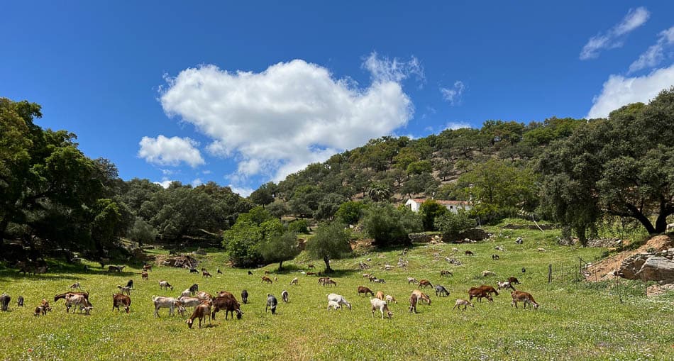 IMG 8449 Selectie Bart Lauwaert W950