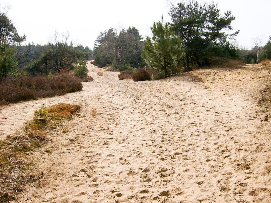 Omgeving Bosberg 3_export_w950