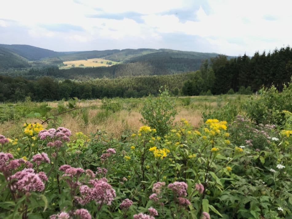 Wandeling-Chlorophylle-1_export