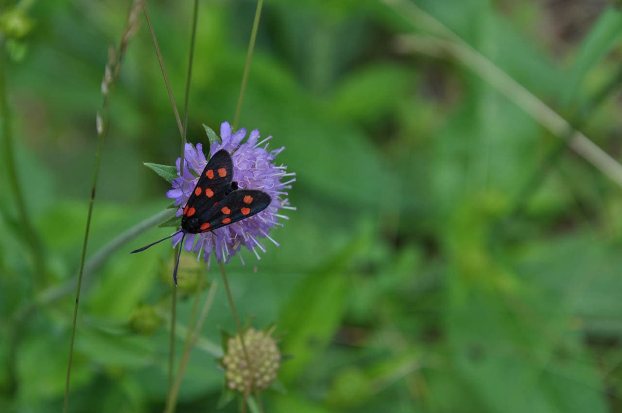 Selectie DSC 3453 Birgit Gielen