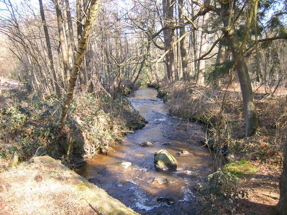 Bosbeek 2_export_w950