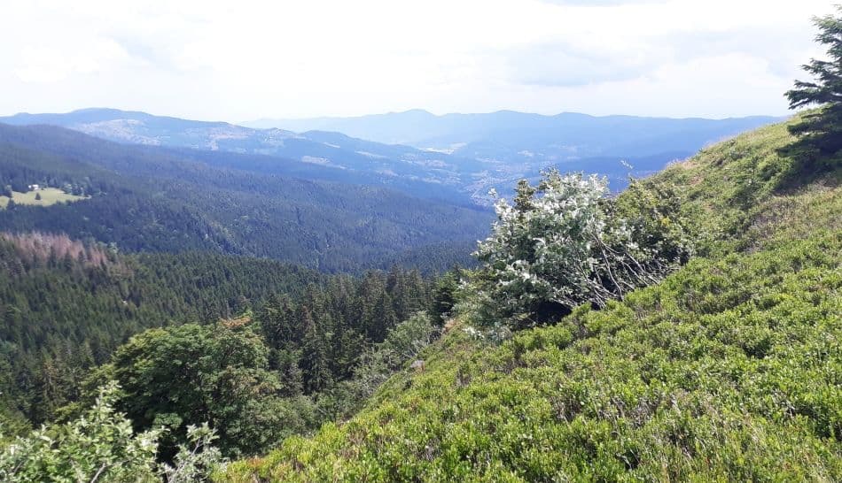 20190707_133315_export