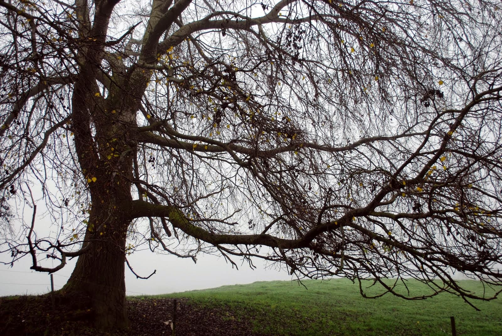 DSC_10_Veronique_De_Smedt