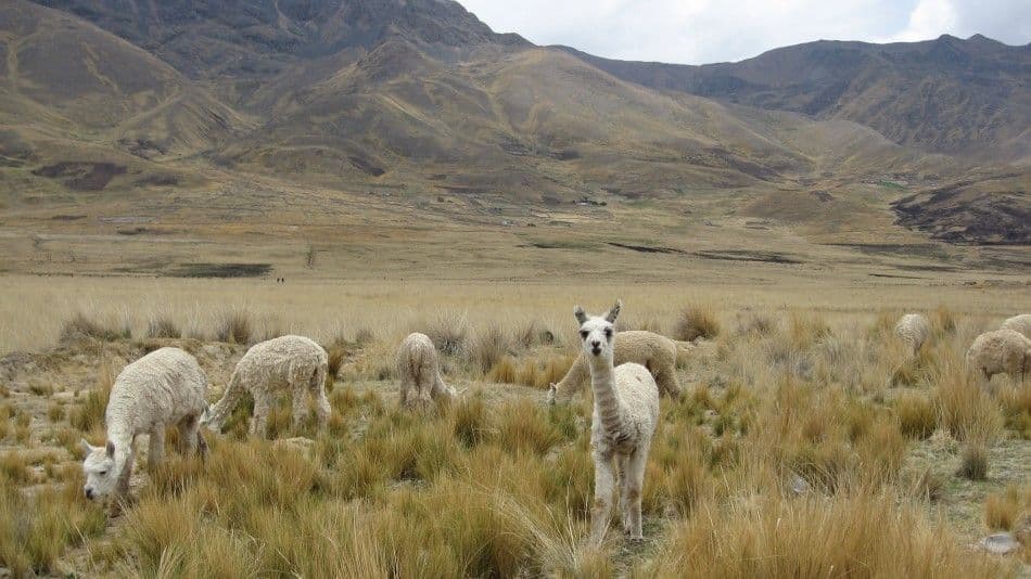 Picture-3-015-Custom