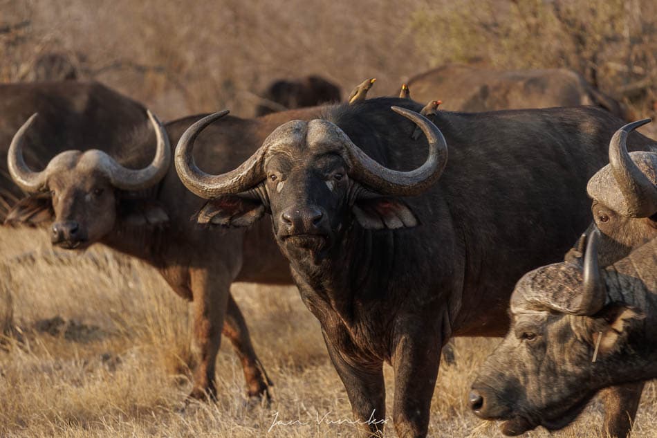 IMG 1898 Selectie Jan R8 W950