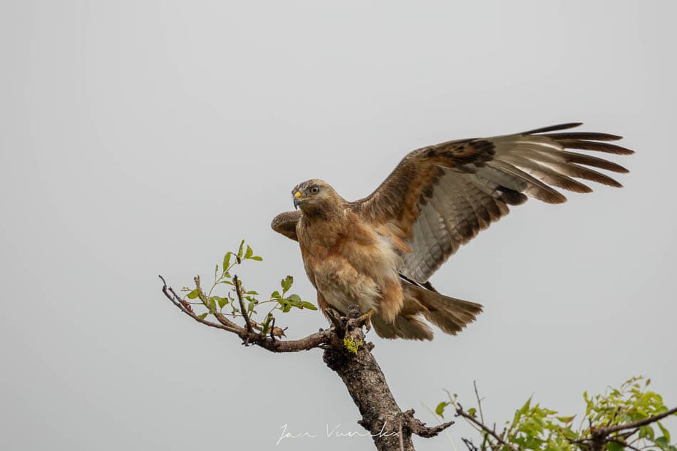 IMG 3934 Selectie Jan R8 W950