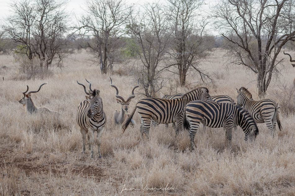 IMG 2906 Selectie Jan R8 W950