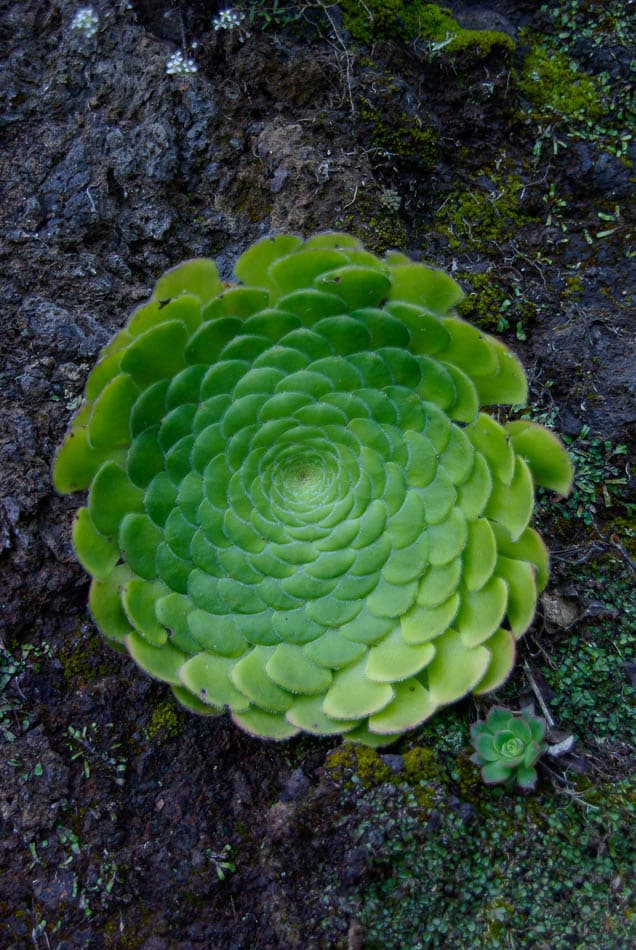 hr_8-jose-de-meyer-2010__w950