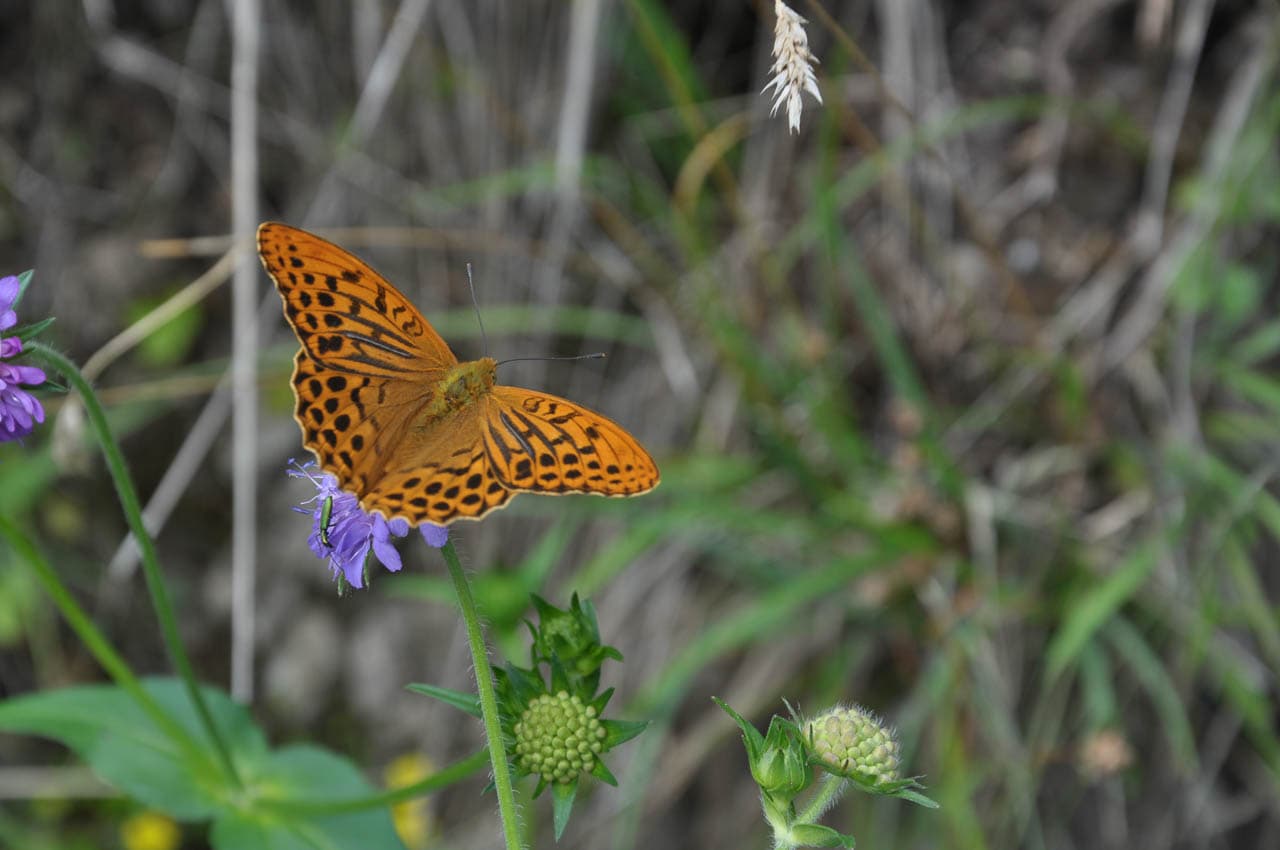 Selectie DSC 3450 Birgit Gielen