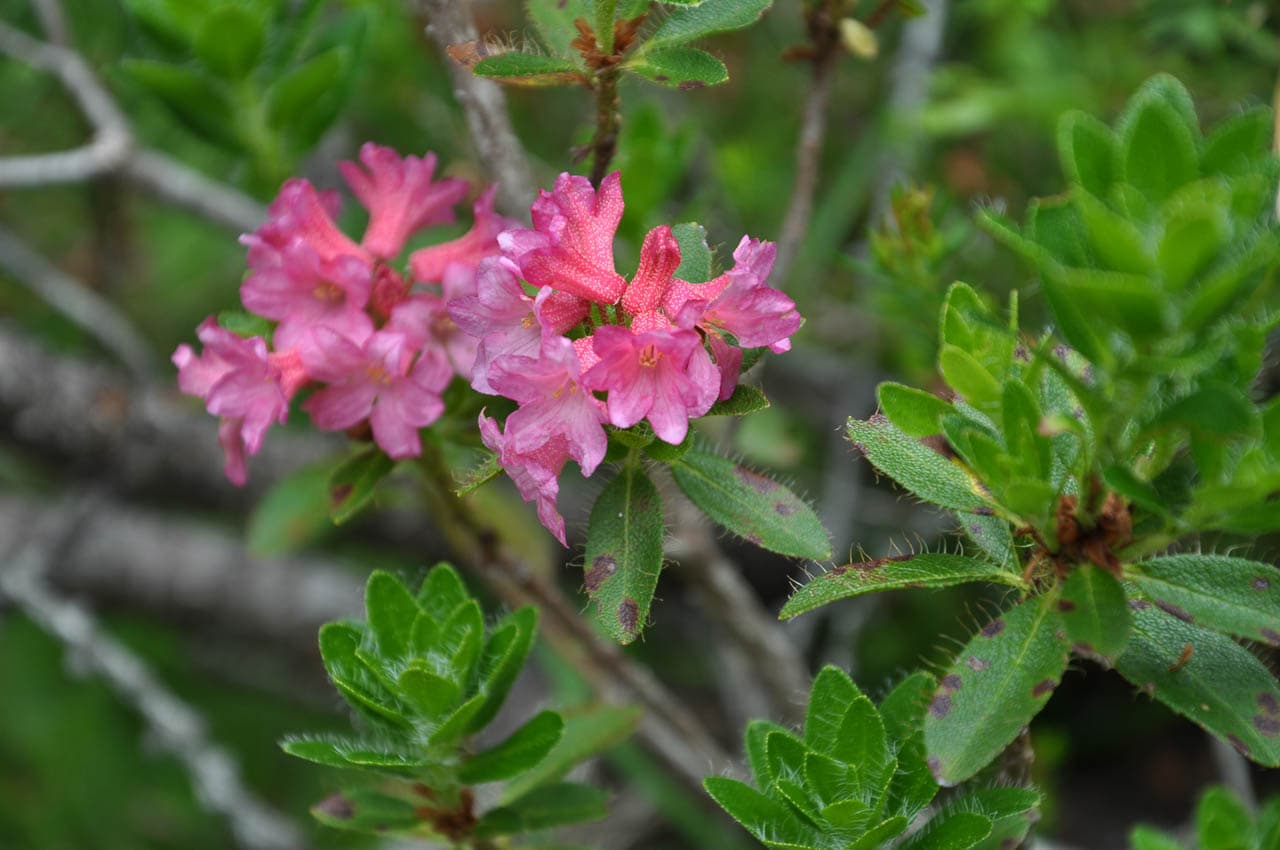 Selectie DSC 3234 Birgit Gielen