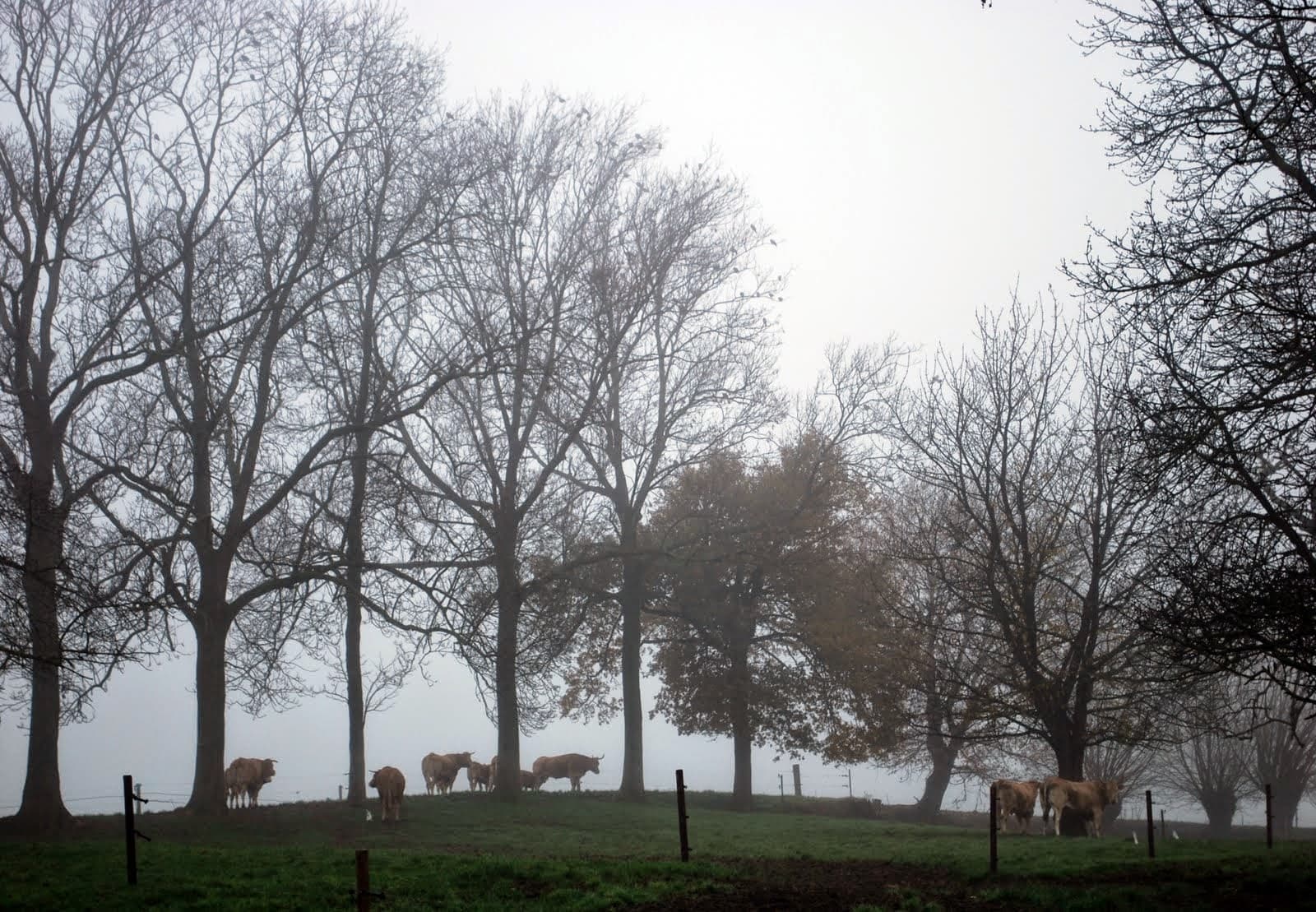 DSC_11_Veronique_De_Smedt