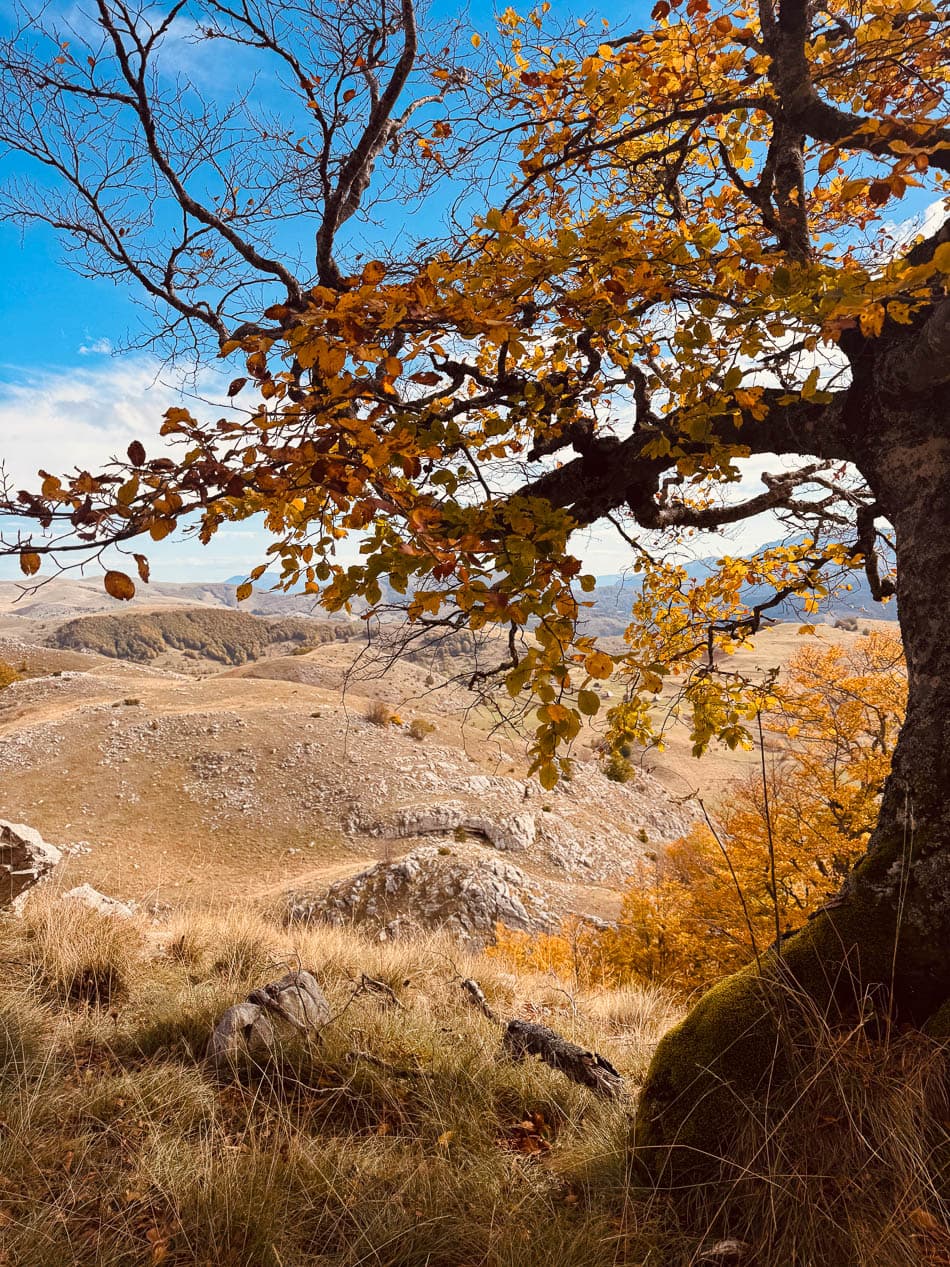 IMG 1825 Selectie Anne Cornut W950