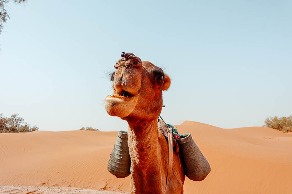 Elke Stock 4 MA5CHB Elke Stock W950