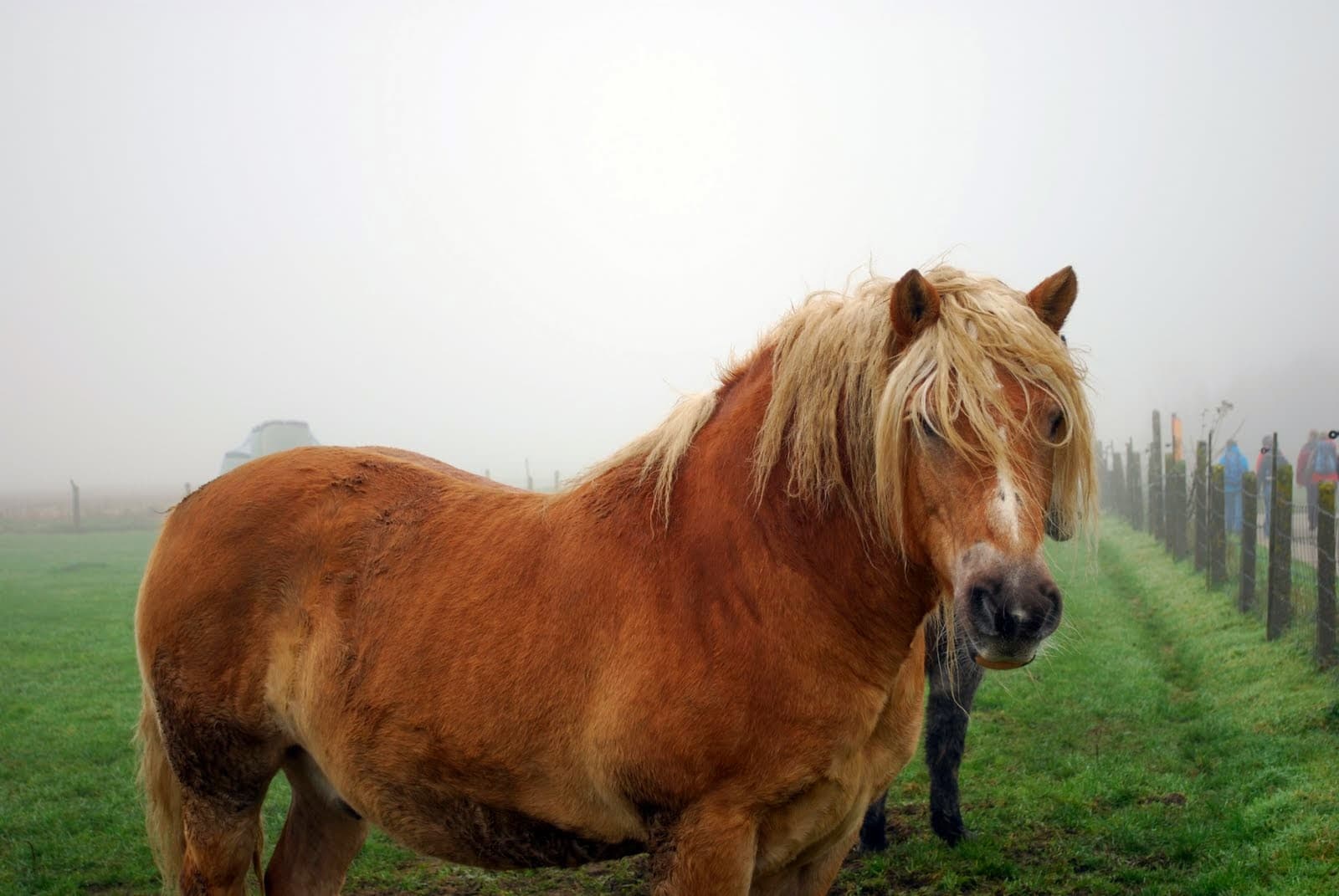 DSC_09_Veronique_De_Smedt