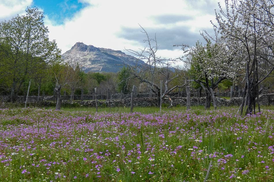 P1000859 ES5SSA Agent W950