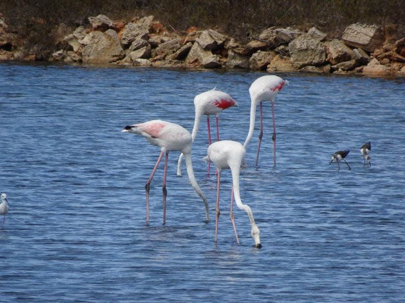 Via Agent DSC02555 © Anders Reizen