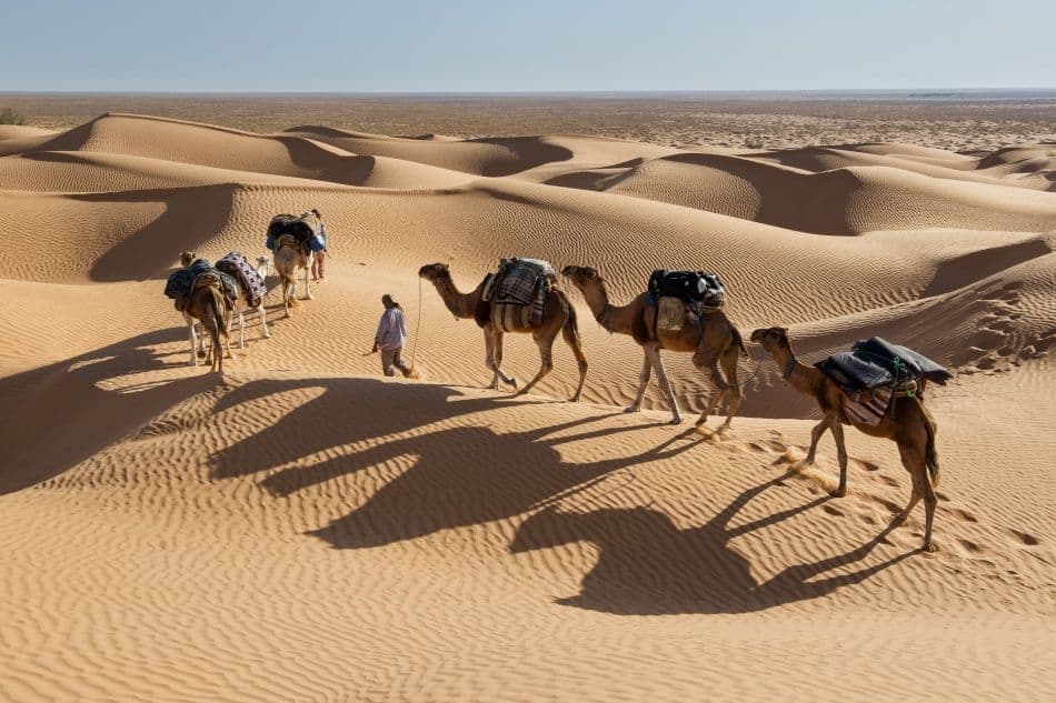 GR13-142-Stefan-Cruysberghs-0720-Tunesie-Kamelen_export