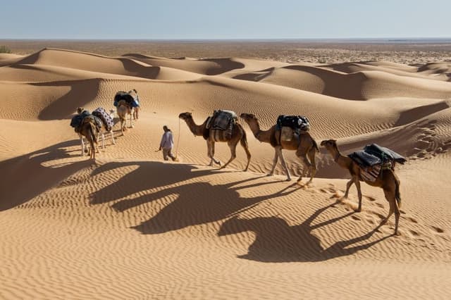 GR13-142-Stefan-Cruysberghs-0720-Tunesie-Kamelen_export