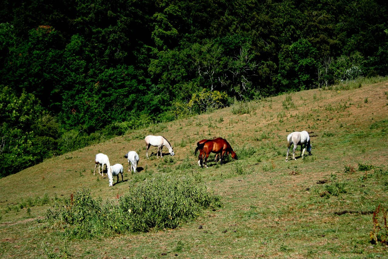 Selectie Cotswolds 2018 Deel 1 120 Sigrid De Maeseneer