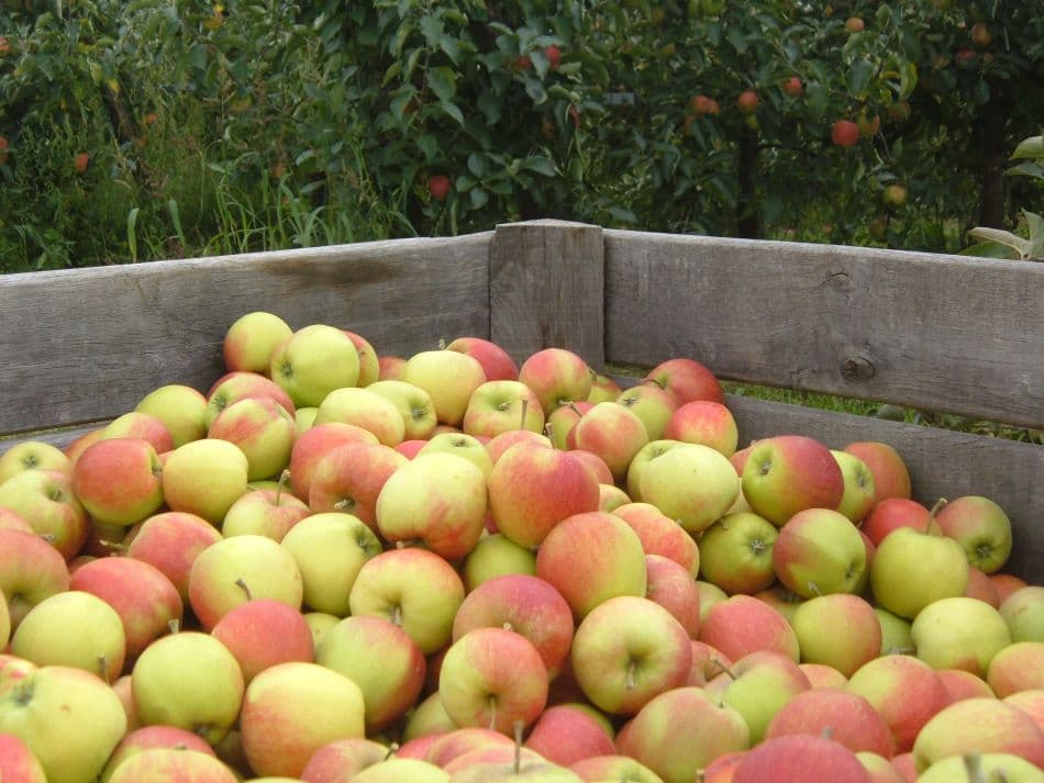 Haspengouw Marianne Bamps 10 Export W950