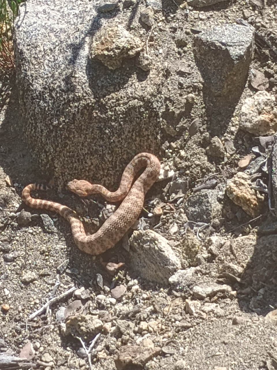 Foto's Southerwestern Speckles Rattle Snake Olivier Van Hoey