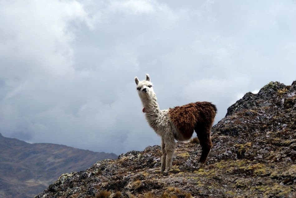 IND14-110-Peru-Bol-12-Lieve-Van-Isacker-lama-Custom