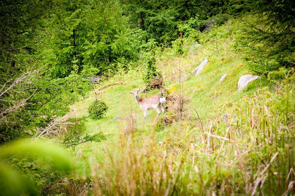 DSC_9309_export_w950 (2)