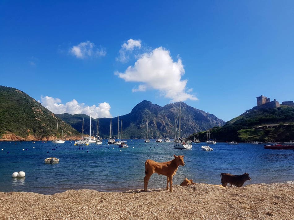 20180604_163925-fotos-agent-corsica-aventure-w950