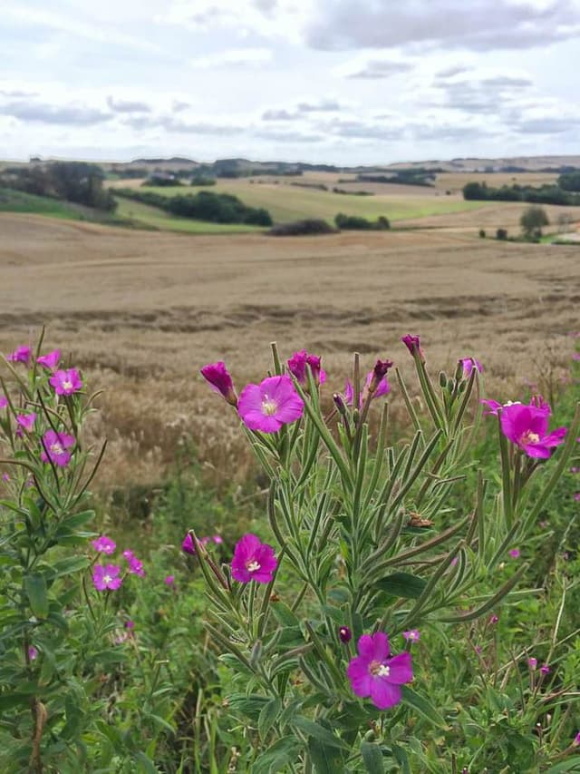 whatsapp-image-2021-10-09-11_katrien-boon_w950