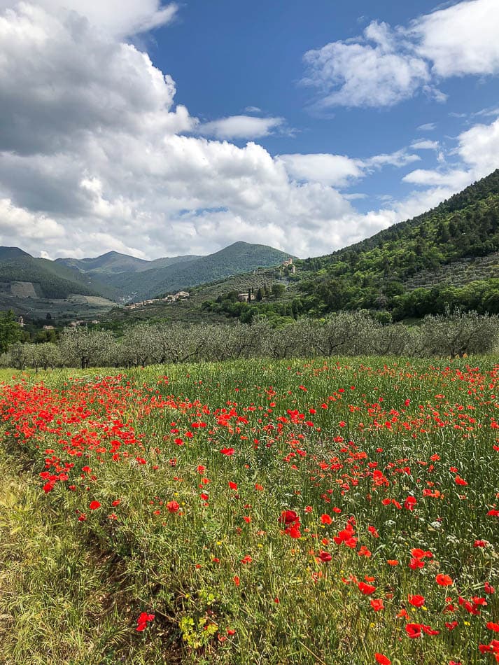 Zicht Kasteel En Klaprozen Gina Swartenbroeckx W950