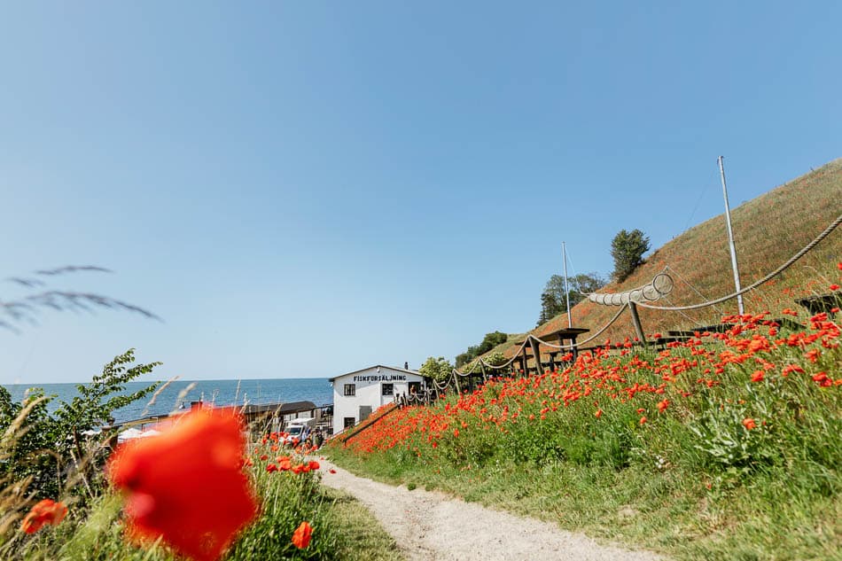 Poppy Flowers Kaseberga C Apeloga Selectie Erika Weiland, Apeloga W950