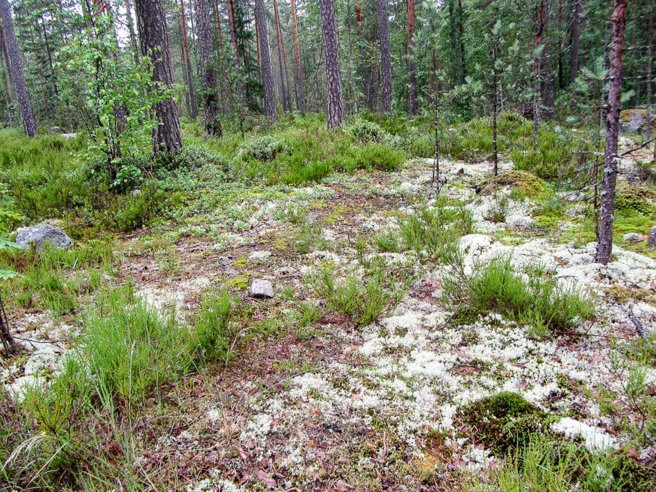 Finland-12-Francis-Van-Herck-IMG_1360_export_w950