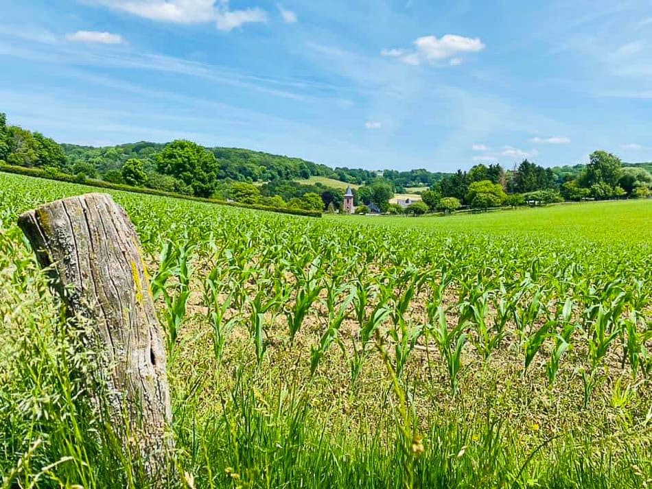 200192264_10224049645927533_5167237332688399481_n_Els Roes_w950