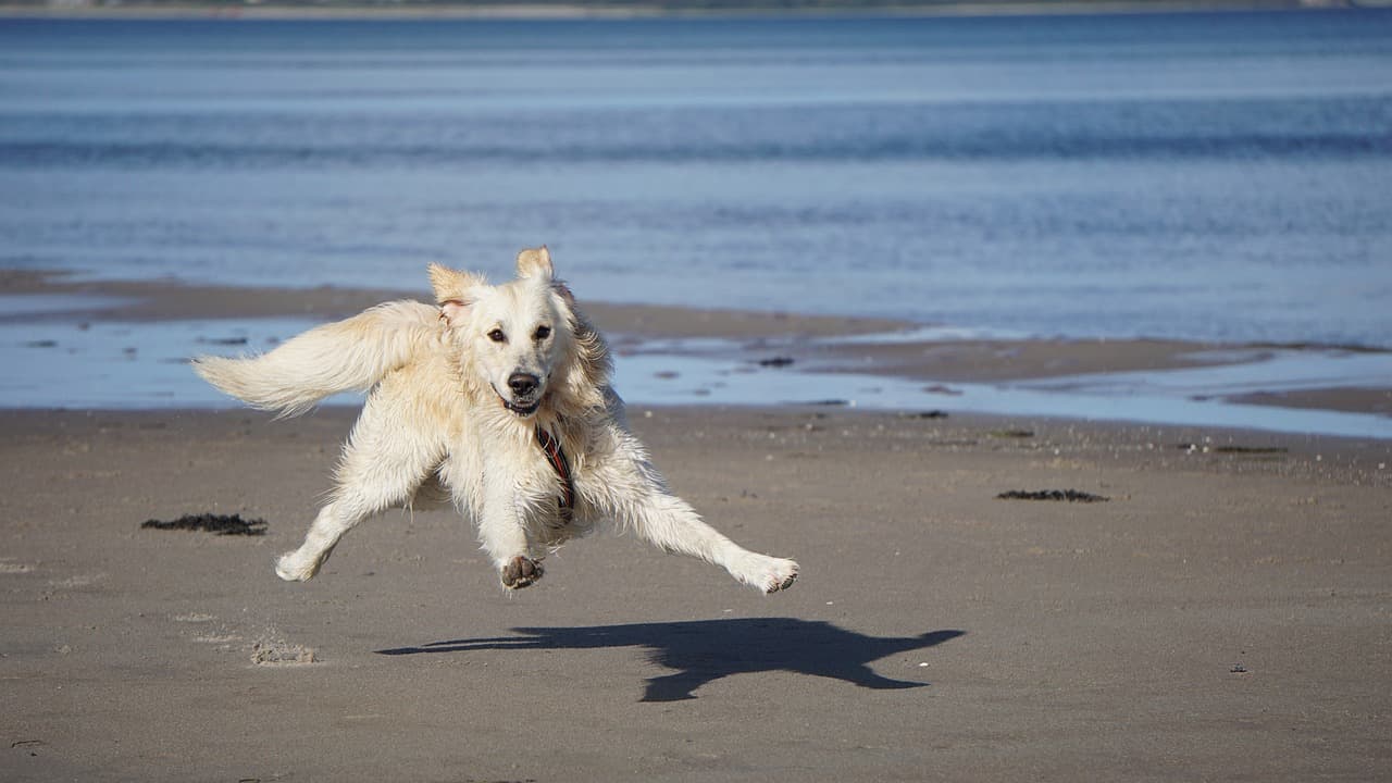 Dog 3961438 1280