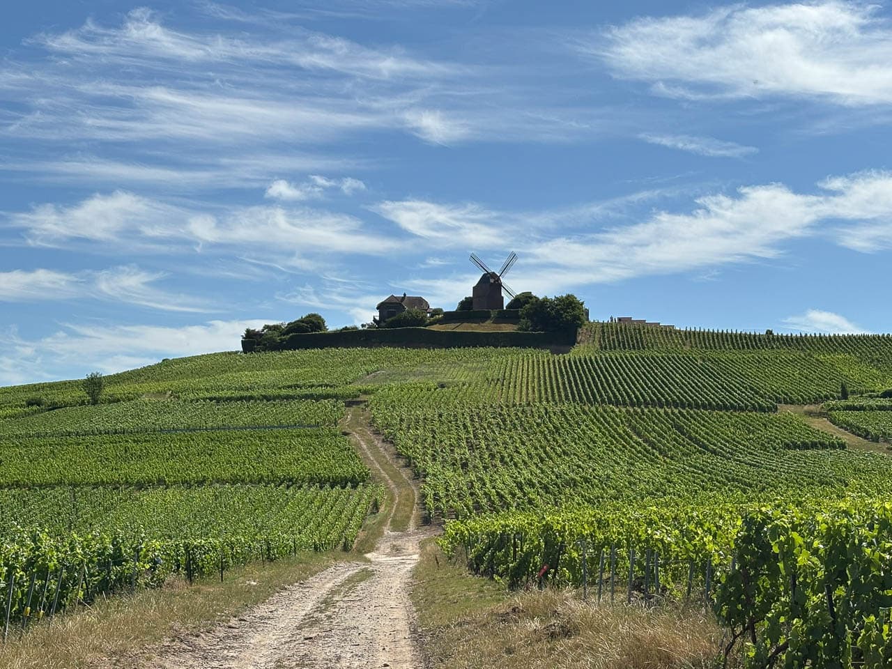 FR5CHA IMG 8332 Ann Tilley