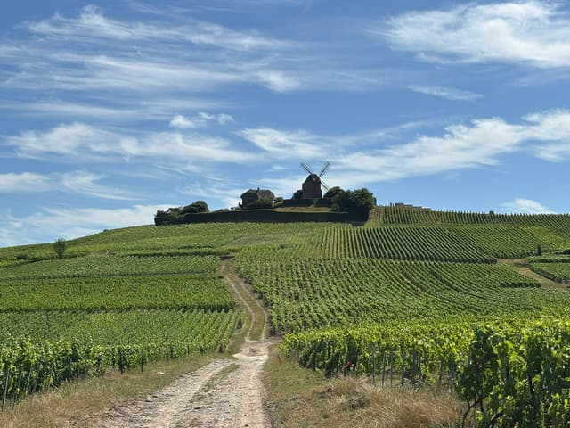 FR5CHA IMG 8332 Ann Tilley