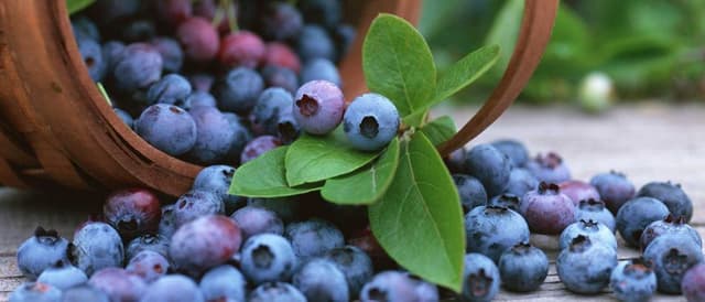 blauwe-bessen-Koersel_export