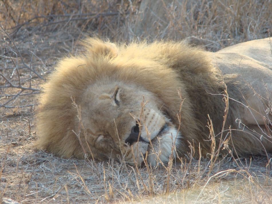 GR13-71-Zuid-Afrika-08-Esther-den-Doelder-DSC02045_export