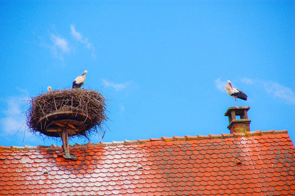 Alsace Velo Safrantours 2 FR6EZA Safrantours W950