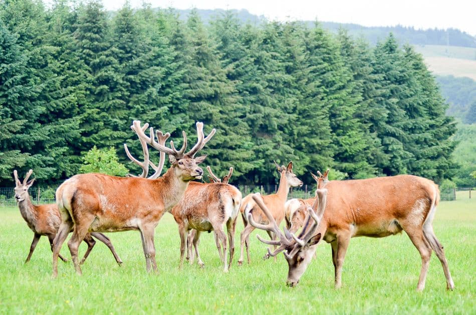 Nassogne - FTLB PWillems 2_export_w950