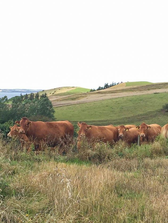 whatsapp-image-2021-10-09-at12_katrien-boon_w950