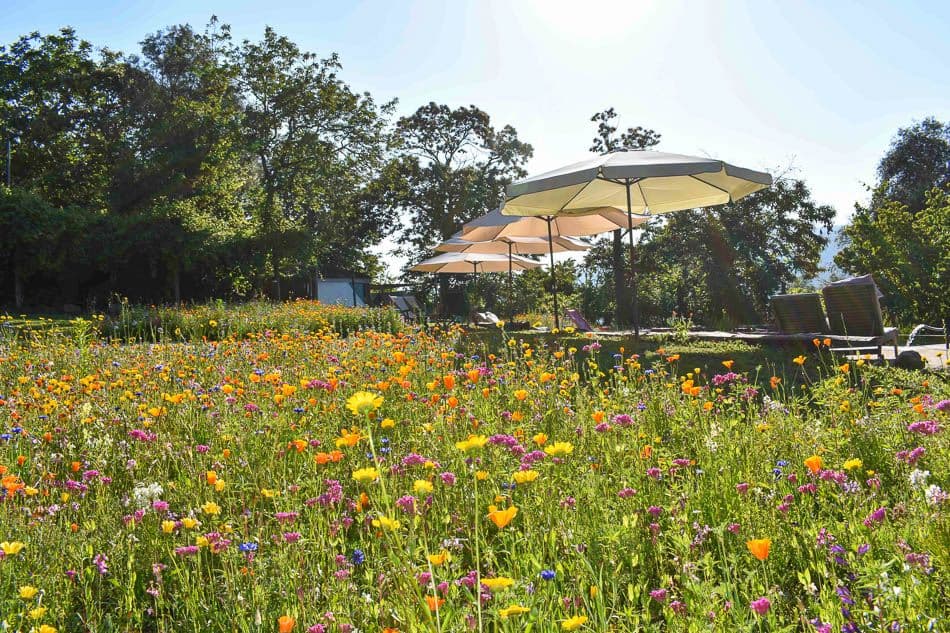 dsc_0234_joelle-coppin_w950