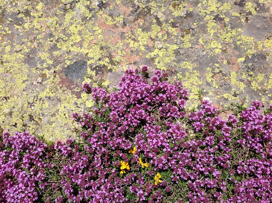 MK1AAA macedonie ruud peten_Tijm op de rotsen_Ruud Peten_w950