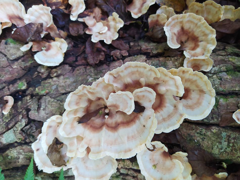 IMG 20241110 112559 Charlotte Charlotte Stevens W950