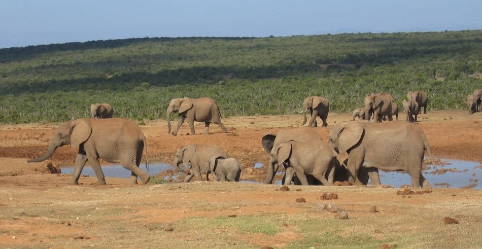 Zuid-Afrika-04-Dirk-Vanhee-8_export