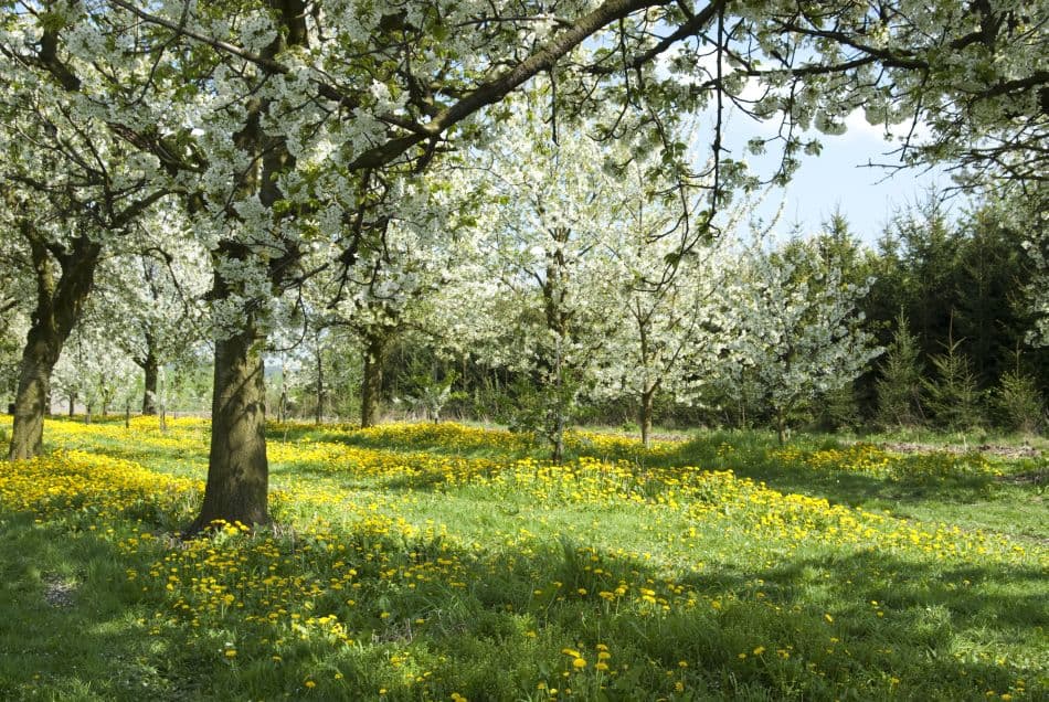 Bloesemwandeling 09 Stephan Caenen DS40190 Export W950